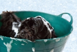 Best Grooming tools for doodles