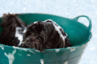 Best Grooming tools for doodles